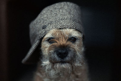 Close-up portrait of dog wearing cap against black background