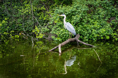 Bird perching on a lake