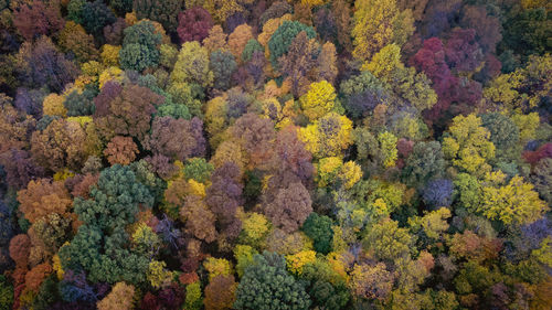 Overhead view of a wooded area in autumn colors in a foggy, misty morning. 