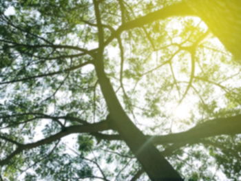 Low angle view of trees against sky