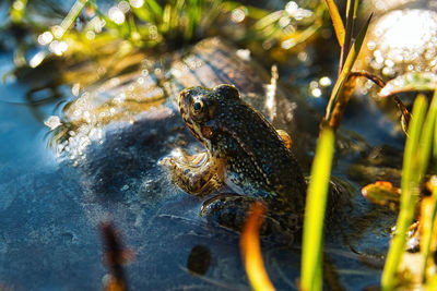 Close-up of frog in sea