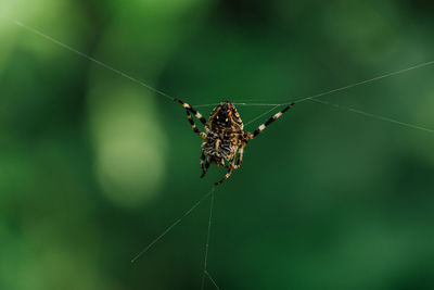 Close-up of spider on web