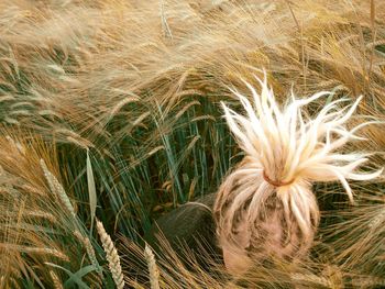 Close-up of wheat growing on field