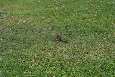 High angle view of bird on field