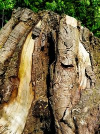 Close-up of tree stump