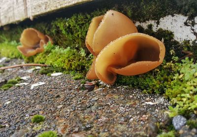 Mushroom growing on field