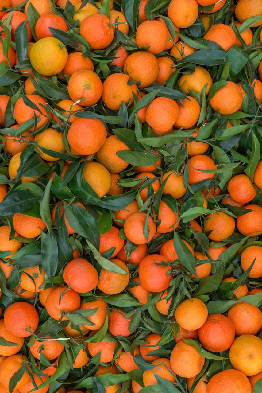 FULL FRAME SHOT OF ORANGE FRUITS