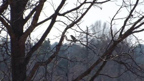 Bare trees against sky