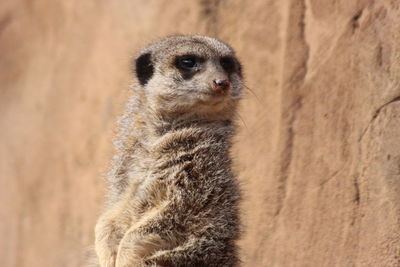 Close-up of a meercat in a safari park 