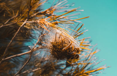 Close-up of dried plant on tree