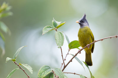 Close-up of bird perching on plant