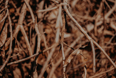 Close-up of dried plant on field