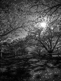 Trees against clear sky