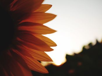 Close-up of orange flower against sky during sunset