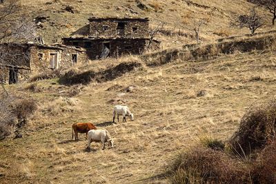 Sheep grazing in field