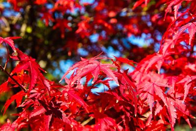 Close-up of maple leaves