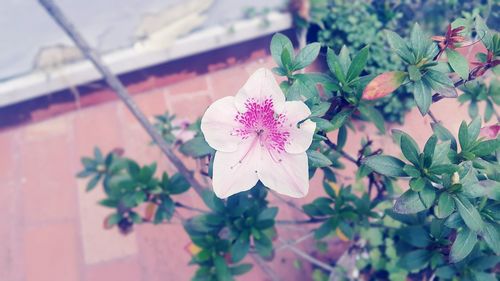 Close-up of pink flowers blooming outdoors