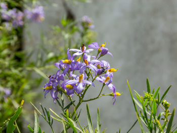 Close-up of purple flowering plant