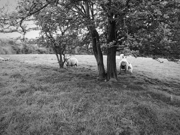 Horses on tree against sky