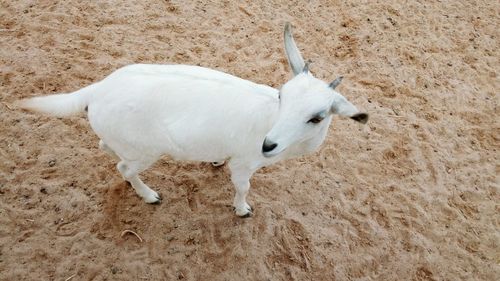 Close-up of sheep standing outdoors