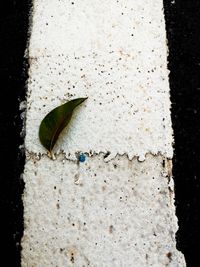 High angle view of insect on white wall