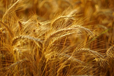 Close-up of wheat field