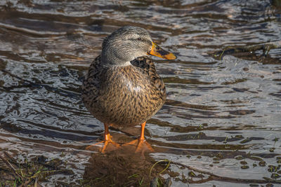 Close-up of duck swimming in lake