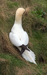 High angle view of white bird on field