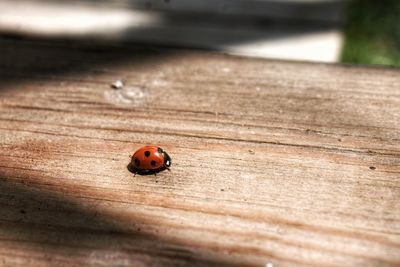 High angle view of ladybug on wooden plank