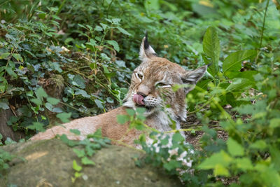 The rest of the lynx