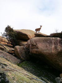 Low angle view of lizard on rock against sky