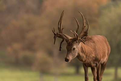 Deer in a field