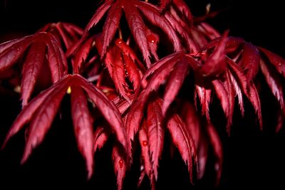 Close-up of wet red flowers against black background