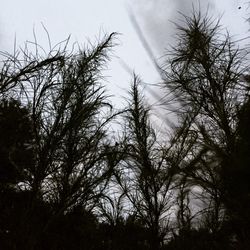 Low angle view of trees in forest