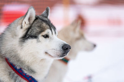 Close-up of dog looking away