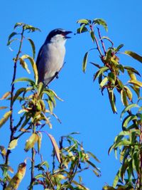 Low angle view of bird perching on branch