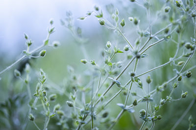 Close-up of flowering plant on field