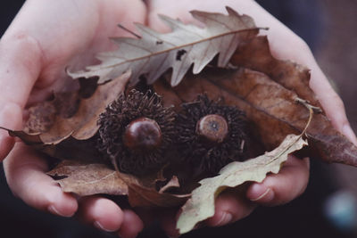 Close-up of hand holding leaves