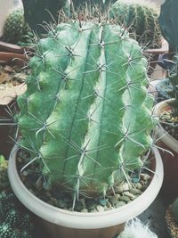 High angle view of succulent plant in pot