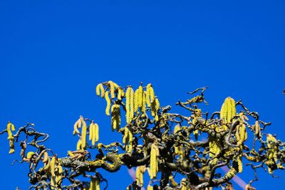 Low angle view of flowering plant against blue sky