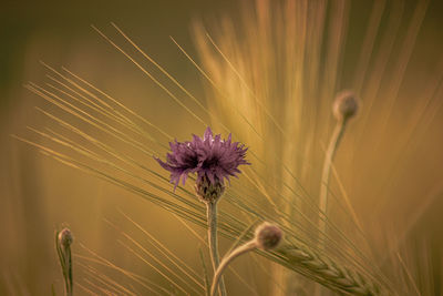 Close-up of purple flowering plant on field