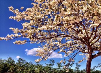 Low angle view of cherry blossom tree