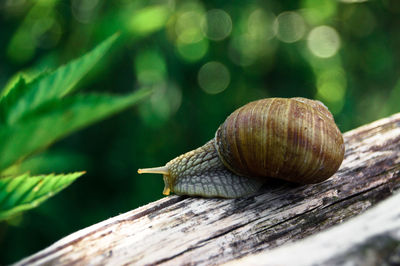 Close-up of snail on log