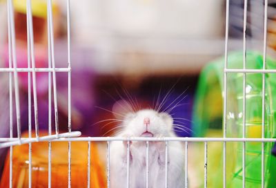 Close-up of white hamster in cage