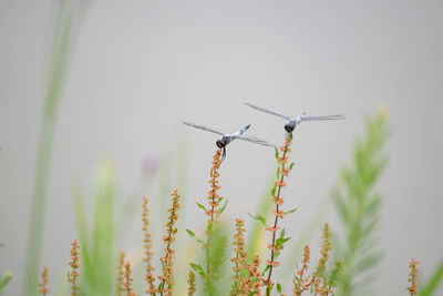 Close-up of dragonflies perching on flowering plant