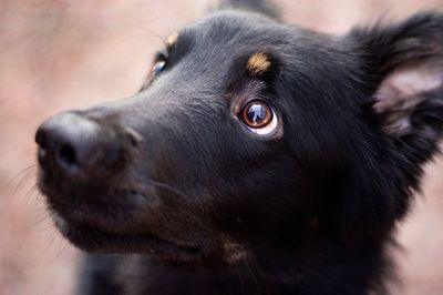 Close-up of black dog