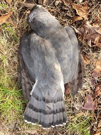 High angle view of owl on field