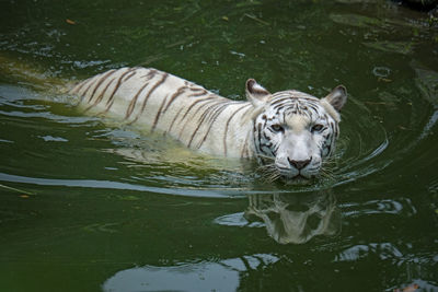 High angle view of tiger in lake