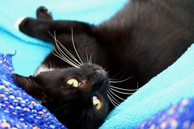 Close-up portrait of black cat