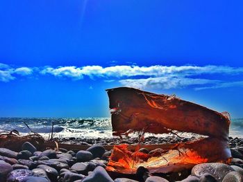 Butterfly on rock at beach against blue sky